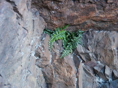 Asplenium obovatum obovatum