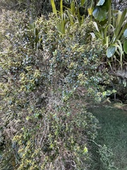 Metrosideros perforata