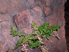Asplenium obovatum obovatum