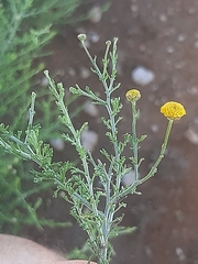 Pentzia globosa