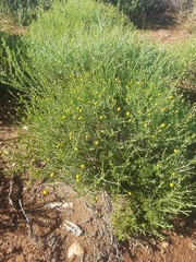 Pentzia globosa
