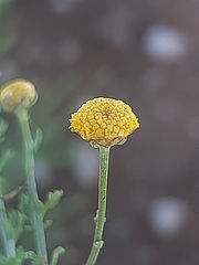 Pentzia globosa