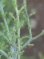 Pentzia globosa
