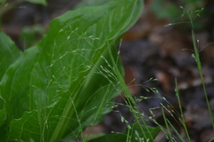 Poa alsodes
