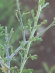 Pentzia globosa