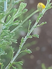 Pentzia globosa