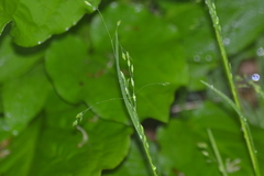 Poa alsodes