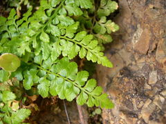 Asplenium obovatum obovatum