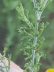 Pentzia globosa