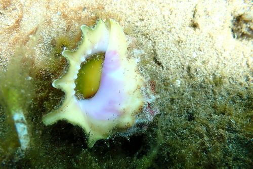 Drupa rubusidaeus observed 2022-02-11