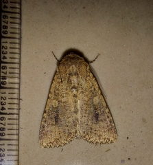Noctuidae