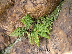 Asplenium obovatum obovatum