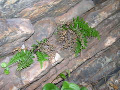 Asplenium obovatum obovatum