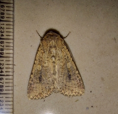 Noctuidae