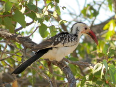 Tockus damarensis