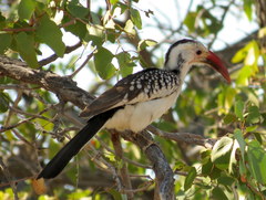 Tockus damarensis