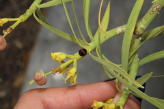 Chilocorus canariensis