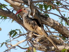 Tockus damarensis