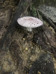 Coniolepiota spongodes