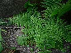 Asplenium obovatum obovatum