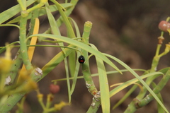 Chilocorus canariensis