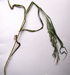 Panicum miliaceum miliaceum