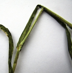 Panicum miliaceum miliaceum