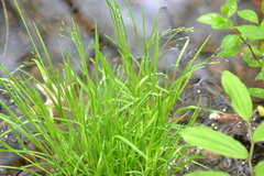 Poa alsodes