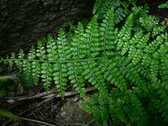 Asplenium obovatum obovatum