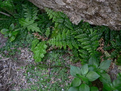 Asplenium obovatum obovatum