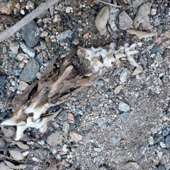 Odocoileus hemionus californicus