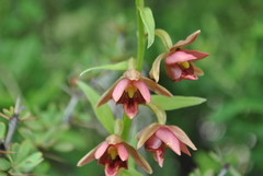 Epipactis mairei
