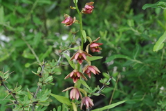 Epipactis mairei