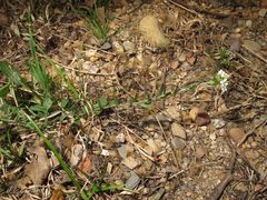 Lepidium heterophyllum