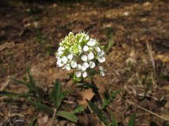 Lepidium heterophyllum