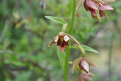 Epipactis mairei