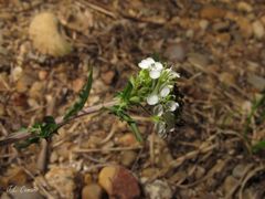 Lepidium heterophyllum