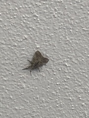 Orgyia detrita