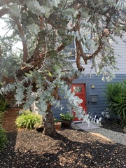 Eucalyptus pulverulenta