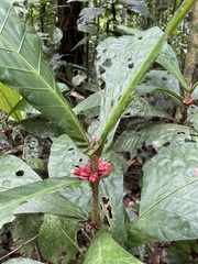 Pentagonia