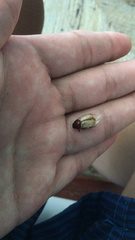 Cyclocephala melanocephala