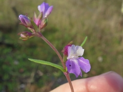 Collinsia violacea