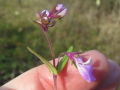 Collinsia violacea