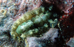 Acanthochitona armata