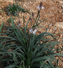 Asphodelus ramosus ramosus