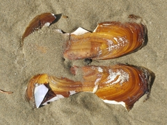 Siliqua patula