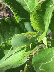 Paracyrtophyllus robustus