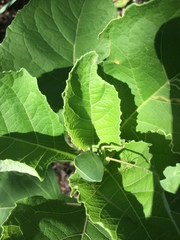 Paracyrtophyllus robustus