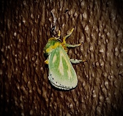 Coenobasis albiramosa