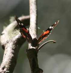 Vanessa tameamea